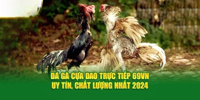 Giới thiệu về sàn cược đá gà 69VN đẳng cấp số 1 thị trường