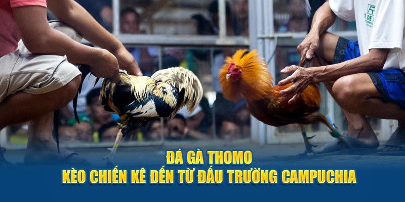 Các hình thức đá gà 69VN hot hit và được yêu thích nhất